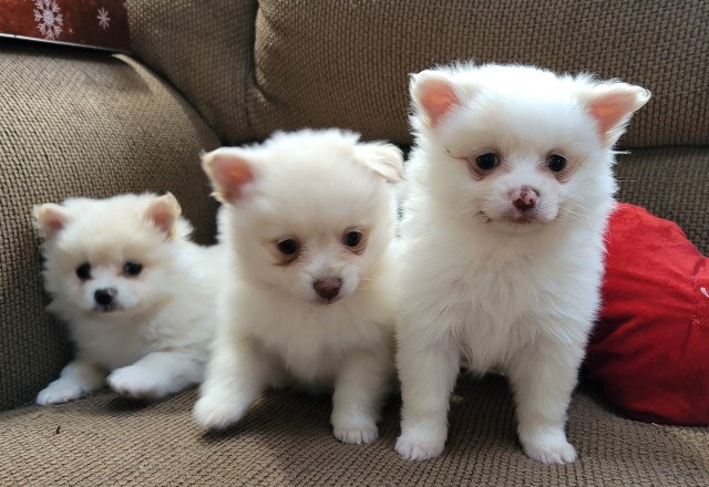 Purebred Pomeranian puppies born 9-27-22 Call 231 924 4696