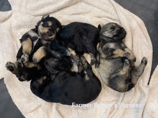 Miniature Schnauzer Puppies