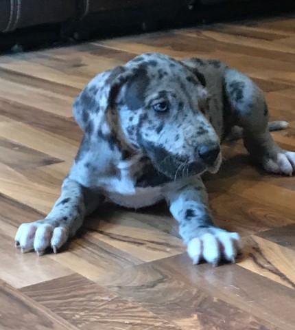 Great Dane Puppies