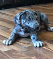Great Dane Puppies Great Dane for sale/adoption