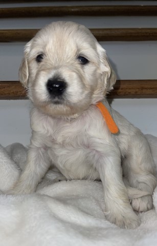 goldendoodle f2b male