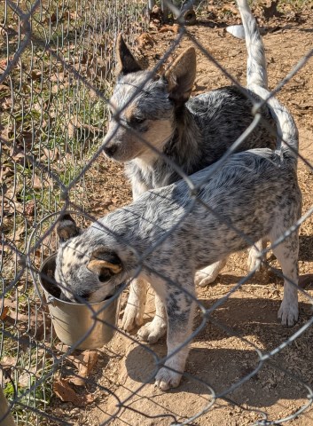 Akc Cattle dog puppies