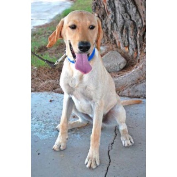 Labrador Retriever puppy for sale + 45204