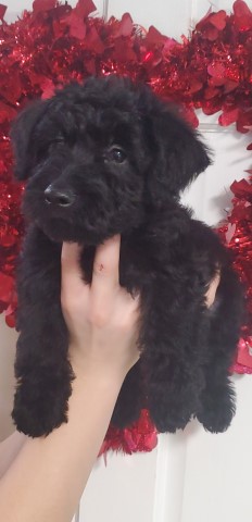 Scottie-poo pup 1 left ready now