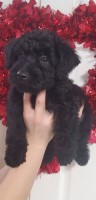 Scottie-poo pup 1 left ready now Poodle Toy for sale/adoption