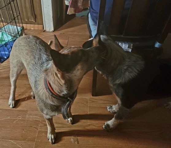 Australian Cattle Dog puppy for sale + 65135