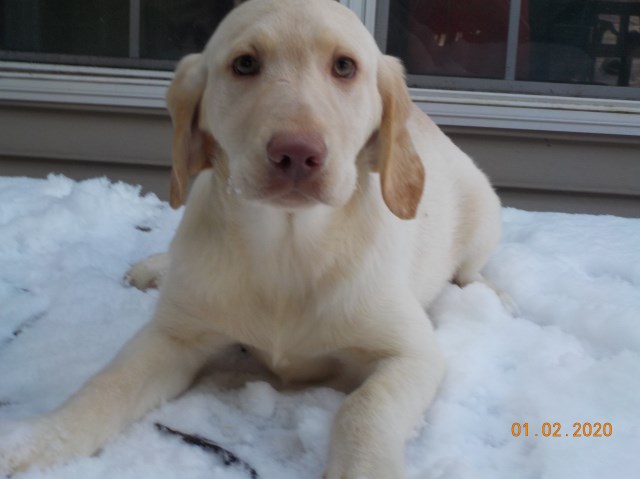 Labrador Retriever puppy for sale + 59315