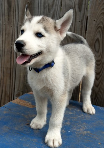Siberian Husky puppy for sale + 61568