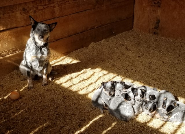 Australian Cattle Dog puppy for sale + 59082