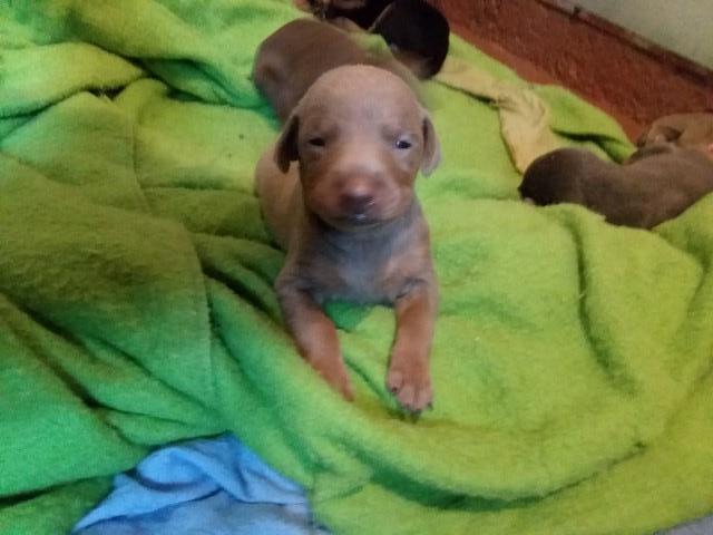 Doberman Pinscher puppy for sale + 63345