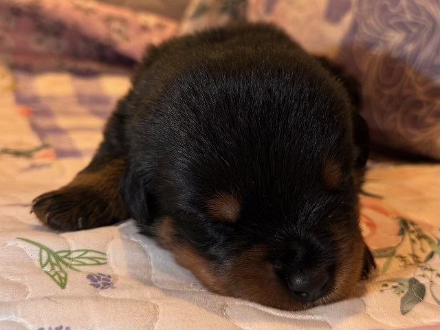 AKC Rottweiler Puppies – Champion Bloodline