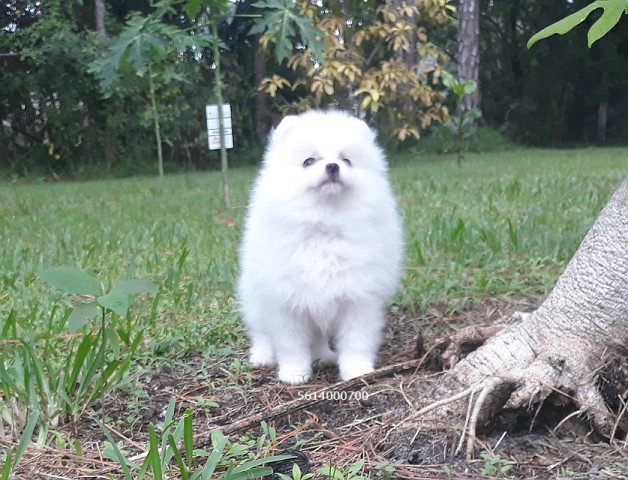 Pomeranian puppy for sale + 60964