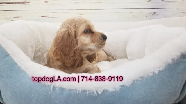 American Cocker Spaniel puppy for sale + 52128