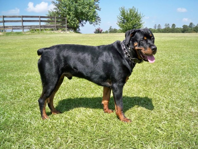 Rottweiler Puppies