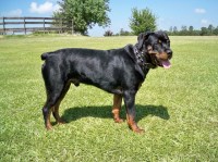 Rottweiler Puppies Rottweiler for sale/adoption
