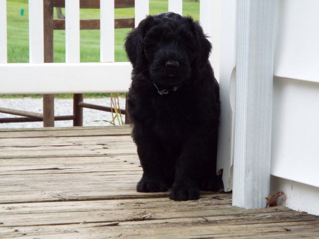 Giant Schnauzer puppies