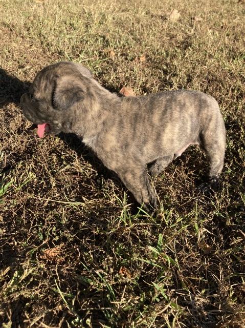 English Mastiff