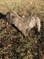 English Mastiff Mastiff for sale/adoption