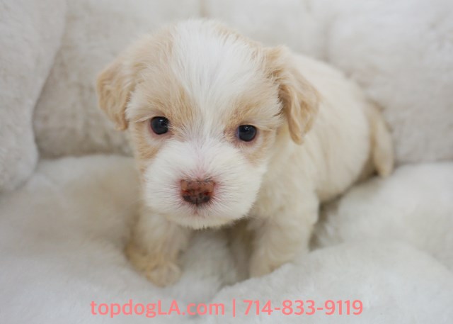 Maltipoo Puppy - Female - Bethany ($1,299)
