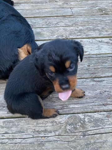 Rottweiler puppy for sale + 63373