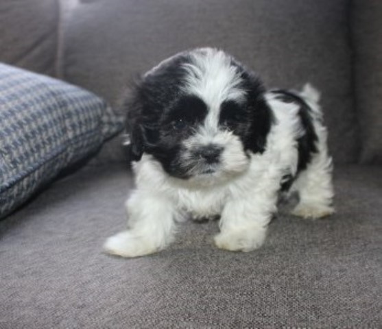 Shih tzu  -  Havanese     Havashu  Lancer