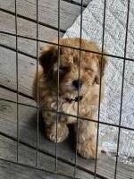 Christmas Goldendoodles Goldendoodle for sale/adoption