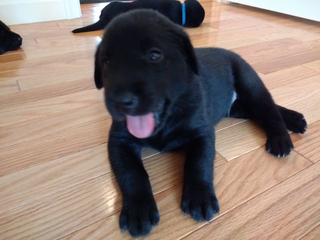 labrador puppies for sale