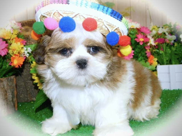 Chicago SHIH TZU Babies. Nonshedding/Allergy Free.