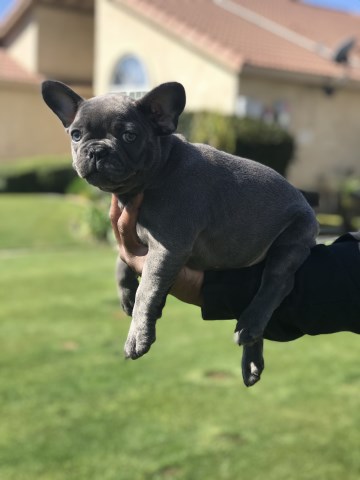 French Bulldog puppy for sale + 55859