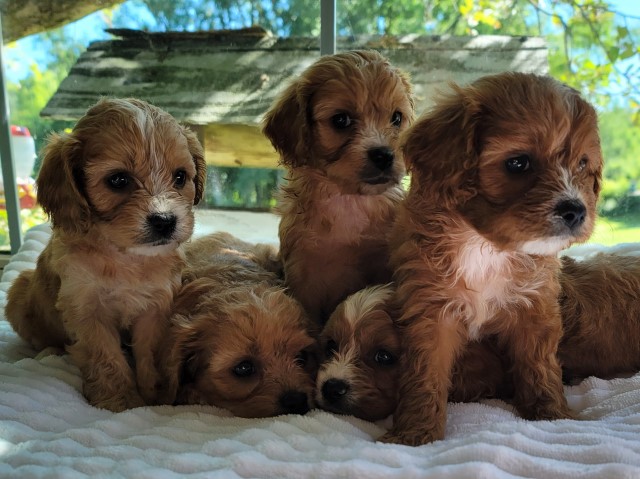 Adorable red cavapoos, born May 14. 231 821 2232