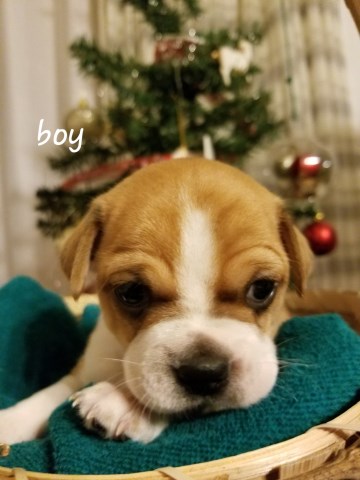 Boston Terrier puppy for sale + 54518