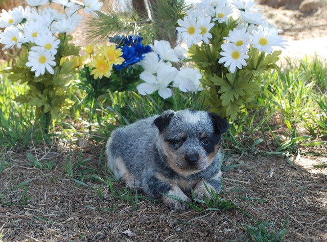 Australian Cattle Dog puppy dog for sale in Wellington