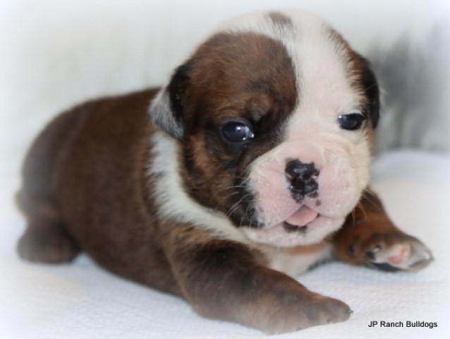 English Bulldog puppy for sale + 65365