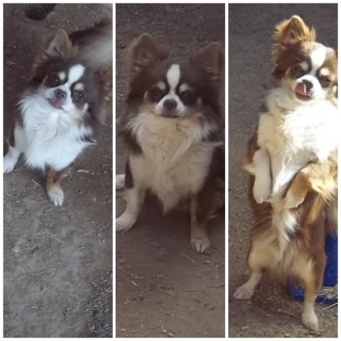 Long Coat Apple Head Chihuahua Puppy Female
