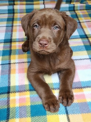 AKC Labrador Retriever Puppies!