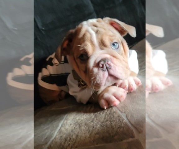 English Bulldog puppy for sale + 64663