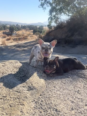 Purebred French Bulldogs For Sale