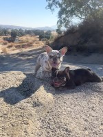 Purebred French Bulldogs For Sale French Bulldog for sale/adoption