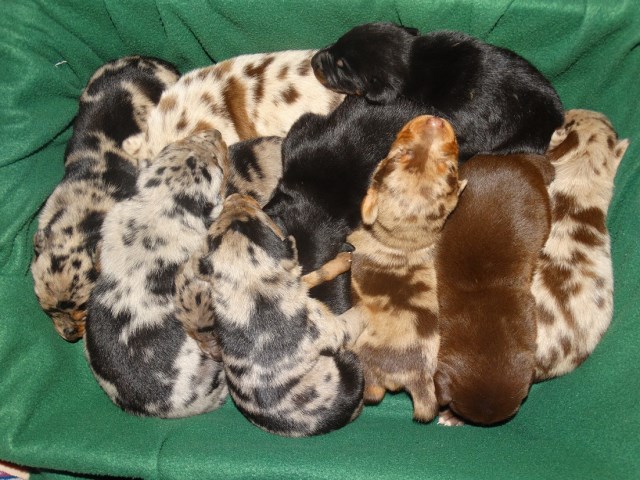 Australian Shepherd Doberman Mix Pups