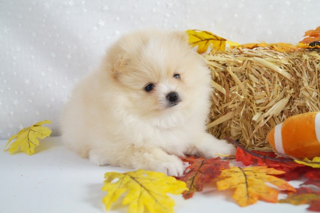 CKC Pomeranian: STACIE BARBIE; Female