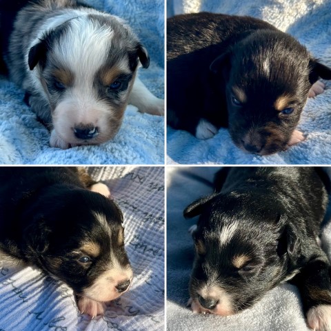 Miniature Australian Shepherds