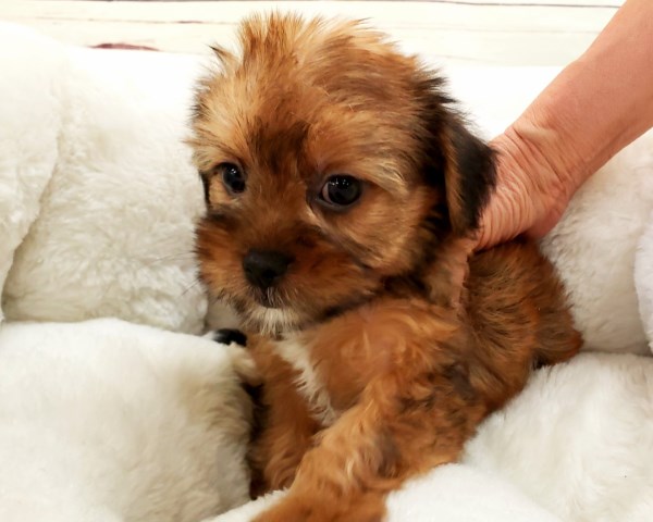 Shih Tzu puppy for sale + 53940