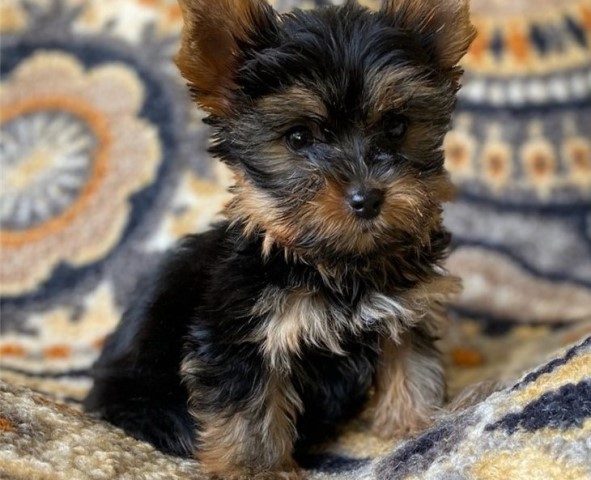 Yorkshire Terrier puppy dog for sale in New Jessy, New Jersey