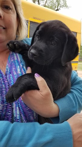 Labrador Retriever puppy for sale + 56415