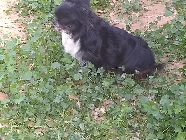 Long Coat Apple Head Chihuahua Adult Male