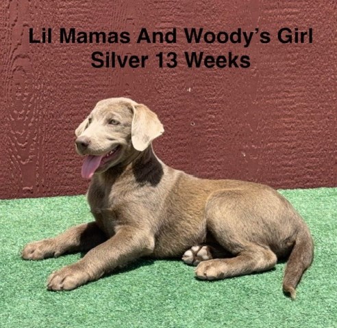 AKC Female Silver Labrador Puppy