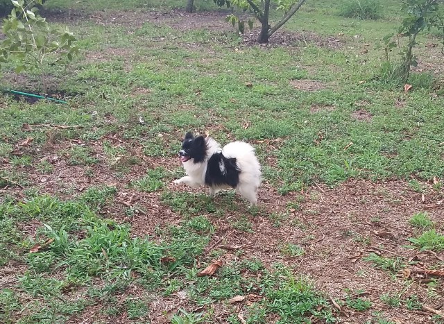 Pomeranian puppy for sale + 67092