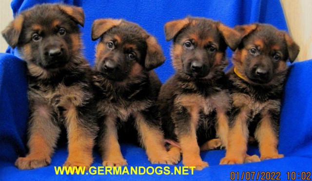 Black and Red German Shepherd Puppies~World Class German Bloodlines