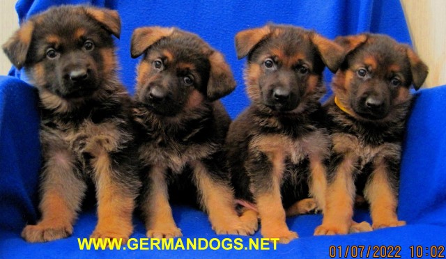 Black and Red German Shepherd Puppies~TOP World Class German Bloodlines