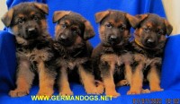 Black and Red German Shepherd Puppies~TOP World Class German Bloodlines German Shepherd Dog for sale/adoption